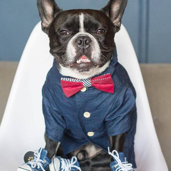 Camisa de couro para cães