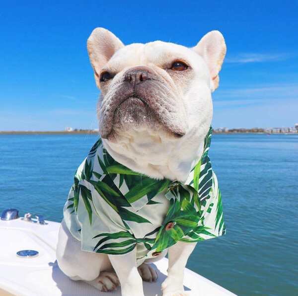 Camisa de couro para cães