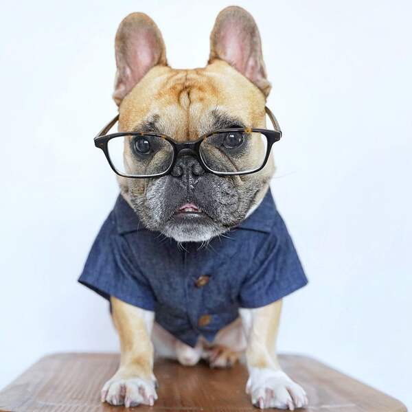 Camisa de couro para cães