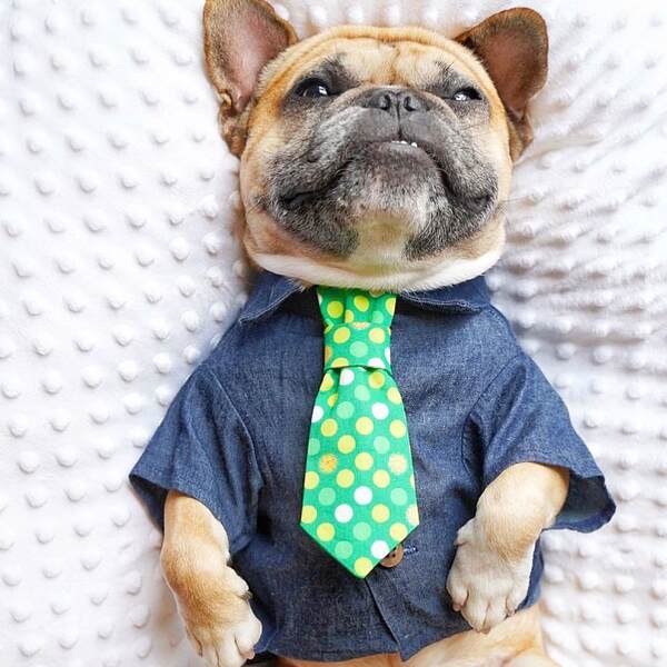 Camisa de couro para cães