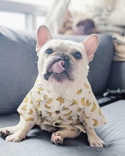 Camisa de couro para cães