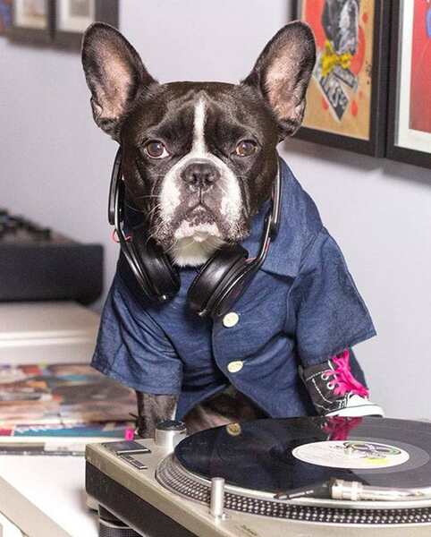 Camisa de couro para cães