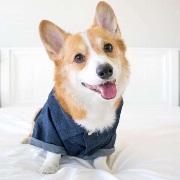 Camisa de couro para cães