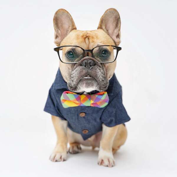 Camisa de couro para cães