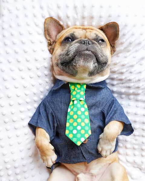 Camisa de couro para cães
