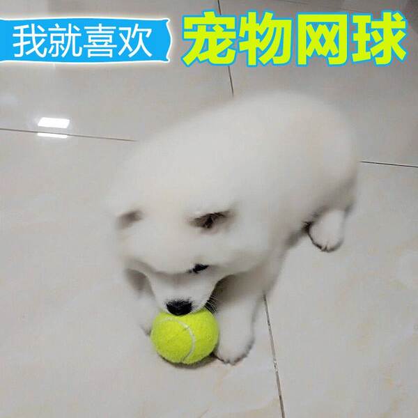 Bola de borracha para cães