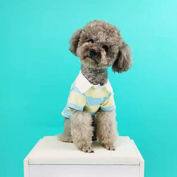 Vestido de cachorro Pequeno cachorro T-shirt de verão T-shirt Teddy Sennarick Quibago gato de algodão
