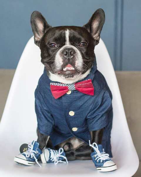 Camisa de couro para cães