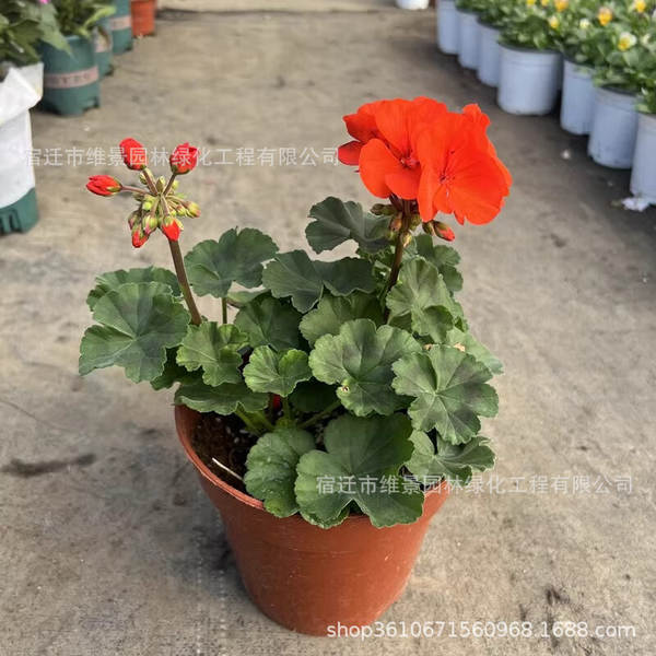Hibisco em Vasos de Floração Contínua